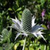 Eryngium Silver Ghost